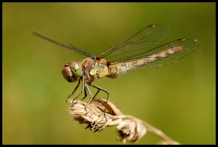  Ważka Ważki Nikon D200 AF-S Micro-Nikkor 105mm f/2.8G IF-ED Makro owad ważka ważki i muchy fotografia makro bezkręgowy fauna dzikiej przyrody ścieśniać organizm szkodnik