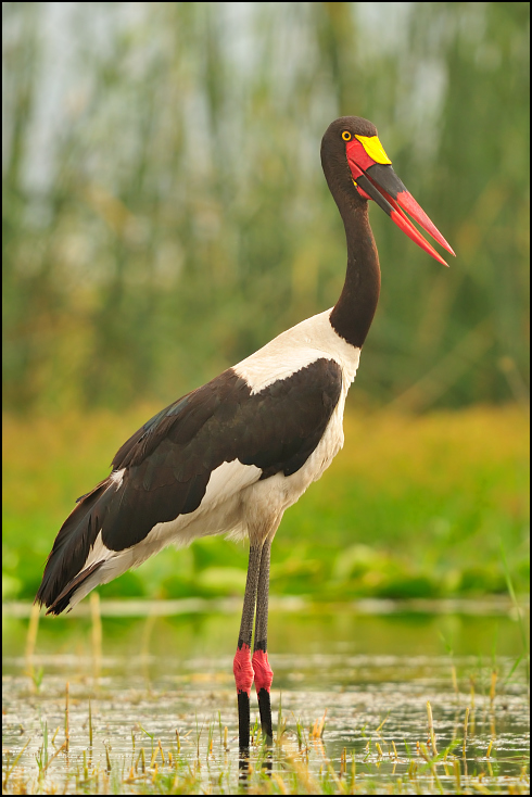  Żabiru afrykański Ptaki Nikon D300 Sigma APO 500mm f/4.5 DG/HSM Etiopia 0 ptak bocian Ciconiiformes bocian biały dziób fauna bocian czarny dźwig dzikiej przyrody żuraw jak ptak