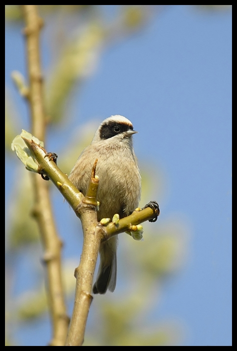  Remiz Ptaki remiz ptaki Nikon D70 Sigma APO 100-300mm f/4 HSM Zwierzęta ptak fauna dziób zięba dzikiej przyrody gałąź wróbel Gałązka flycatcher starego świata Emberizidae