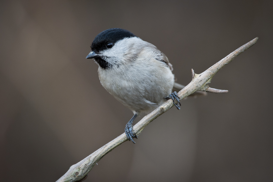  Czarnogłówka Ptaki Nikon D7200 Sigma 150-600mm f/5-6.3 HSM Zwierzęta ptak fauna dziób pióro chickadee dzikiej przyrody ptak przysiadujący flycatcher starego świata Emberizidae skrzydło