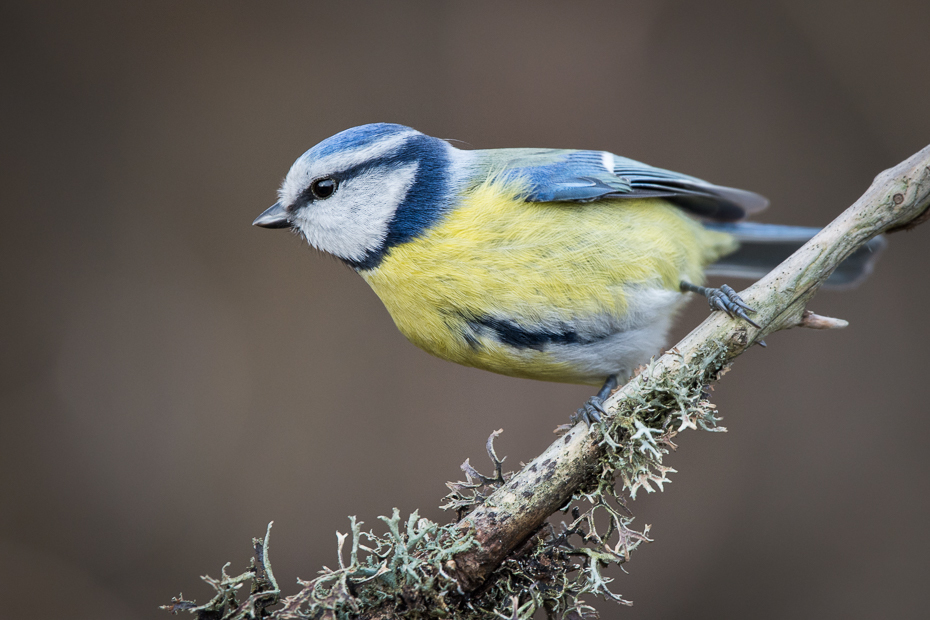  Modraszka Ptaki Nikon D7200 Sigma 150-600mm f/5-6.3 HSM Zwierzęta ptak fauna dziób zięba pióro dzikiej przyrody chickadee ptak przysiadujący organizm flycatcher starego świata