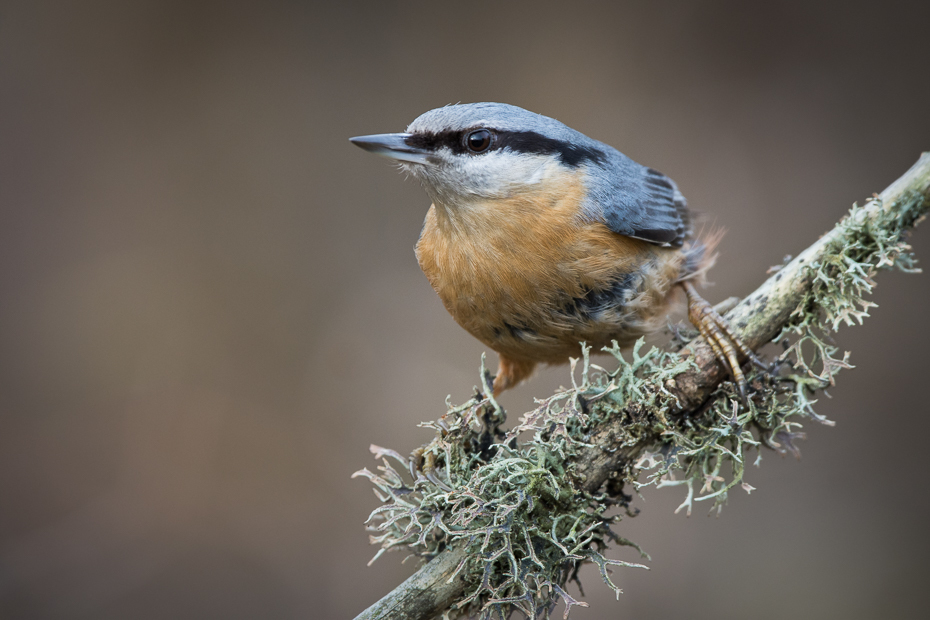  Kowalik Ptaki Nikon D7200 Sigma 150-600mm f/5-6.3 HSM Zwierzęta ptak fauna dziób dzikiej przyrody flycatcher starego świata strzyżyk chickadee pióro ptak przysiadujący zięba