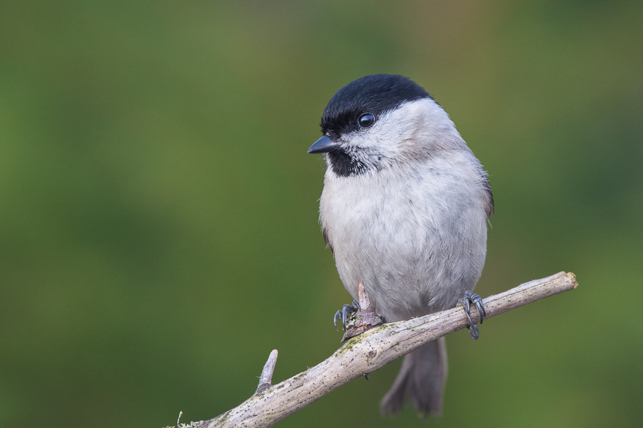  Czarnogłówka Ptaki Nikon D7200 Sigma 150-600mm f/5-6.3 HSM Zwierzęta ptak fauna dziób dzikiej przyrody wróbel flycatcher starego świata ścieśniać ptak przysiadujący Emberizidae chickadee