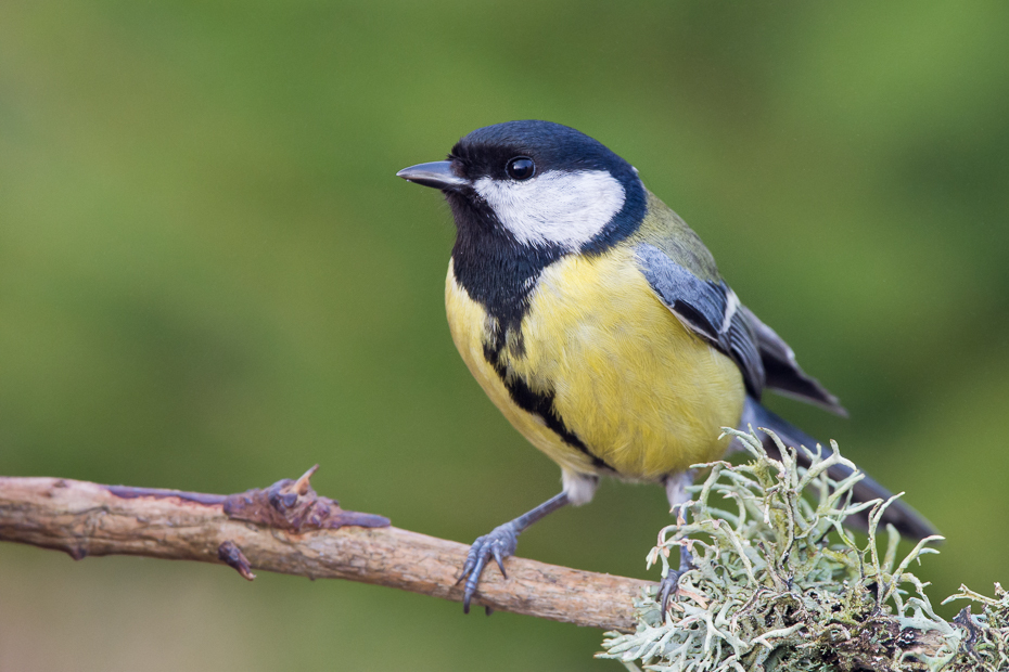  Bogatka Ptaki Nikon D7200 Sigma 150-600mm f/5-6.3 HSM Zwierzęta ptak fauna dziób dzikiej przyrody flycatcher starego świata chickadee ptak przysiadujący organizm zięba ptak śpiewający