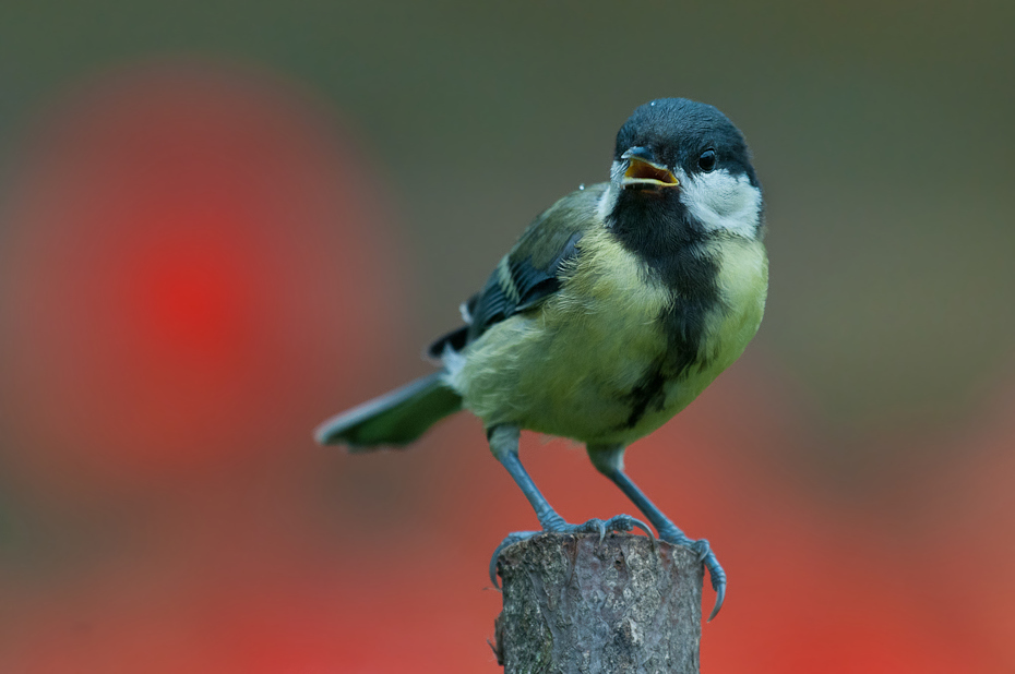  Bogatka Ptaki Nikon D300 Sigma APO 500mm f/4.5 DG/HSM Zwierzęta ptak dziób fauna pióro dzikiej przyrody flycatcher starego świata organizm ptak przysiadujący skrzydło Emberizidae