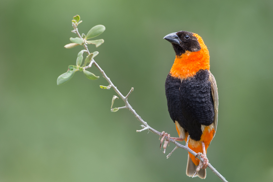  Wikłacz ognisty Ptaki Nikon D7200 NIKKOR 200-500mm f/5.6E AF-S Namibia 0 ptak dziób fauna dzikiej przyrody wilga na starym świecie zięba flycatcher starego świata ptak przysiadujący