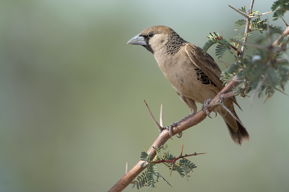  Tkacz towarzyski Ptaki Nikon D7200 NIKKOR 200-500mm f/5.6E AF-S Namibia 0 ptak fauna wróbel dziób Wróbel zięba dzikiej przyrody pióro ptak przysiadujący Emberizidae