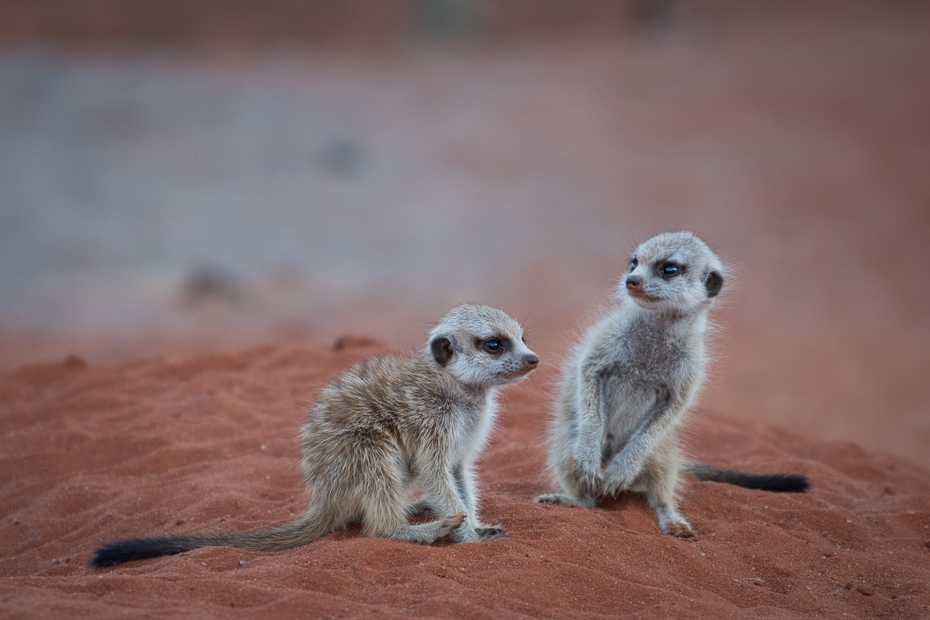  Młode surykatki Ssaki Nikon D7200 NIKKOR 200-500mm f/5.6E AF-S Namibia 0 Surykatka ssak fauna dzikiej przyrody wąsy mangusta zwierzę lądowe ecoregion organizm pysk