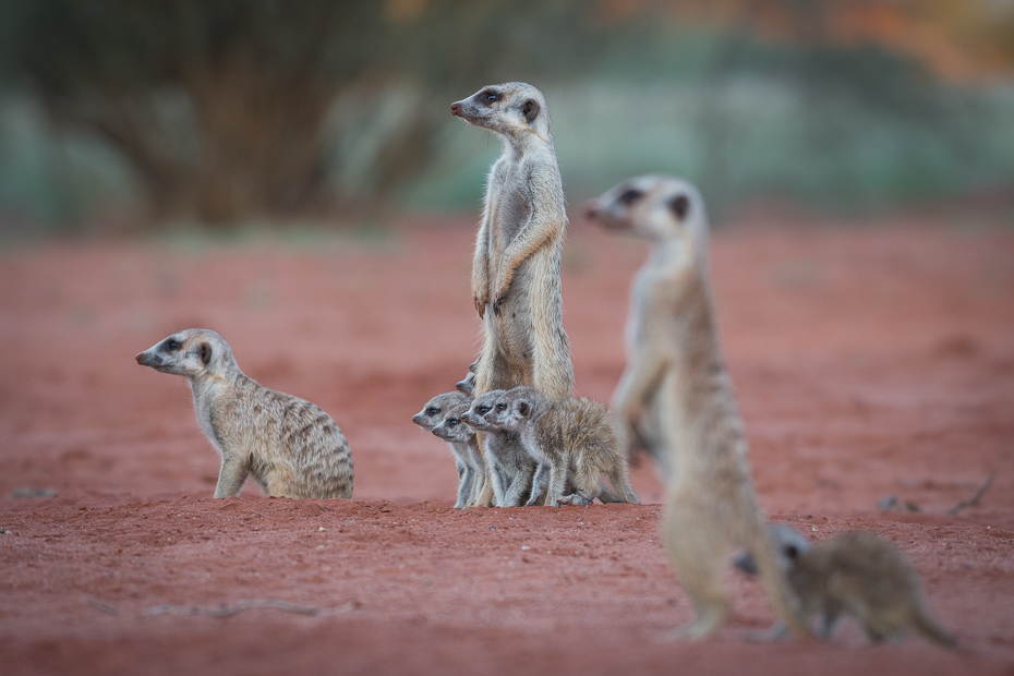  Rodzina surykatek Ssaki Nikon D7200 NIKKOR 200-500mm f/5.6E AF-S Namibia 0 Surykatka ssak fauna dzikiej przyrody zwierzę lądowe mangusta organizm wąsy ecoregion pysk