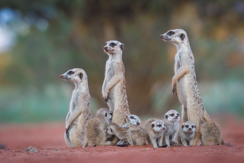  Rodzina surykatek Ssaki Nikon D7200 NIKKOR 200-500mm f/5.6E AF-S Namibia 0 Surykatka ssak zwierzę lądowe fauna dzikiej przyrody mangusta organizm ecoregion wąsy pysk