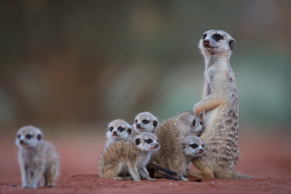  Rodzina surykatek Ssaki Nikon D7200 NIKKOR 200-500mm f/5.6E AF-S Namibia 0 Surykatka ssak fauna zwierzę lądowe dzikiej przyrody mangusta wąsy pysk futro