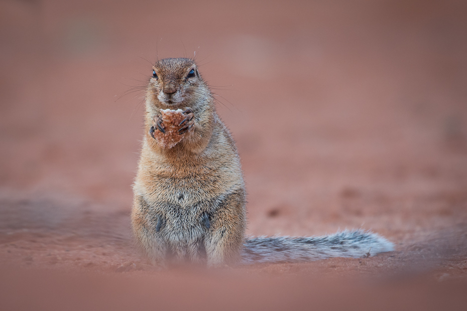  Afrowiórka namibijska Ssaki Nikon D7200 NIKKOR 200-500mm f/5.6E AF-S Namibia 0 ssak fauna wiewiórka dzikiej przyrody wąsy gryzoń pysk lis wiewiórka piesek preriowy futro