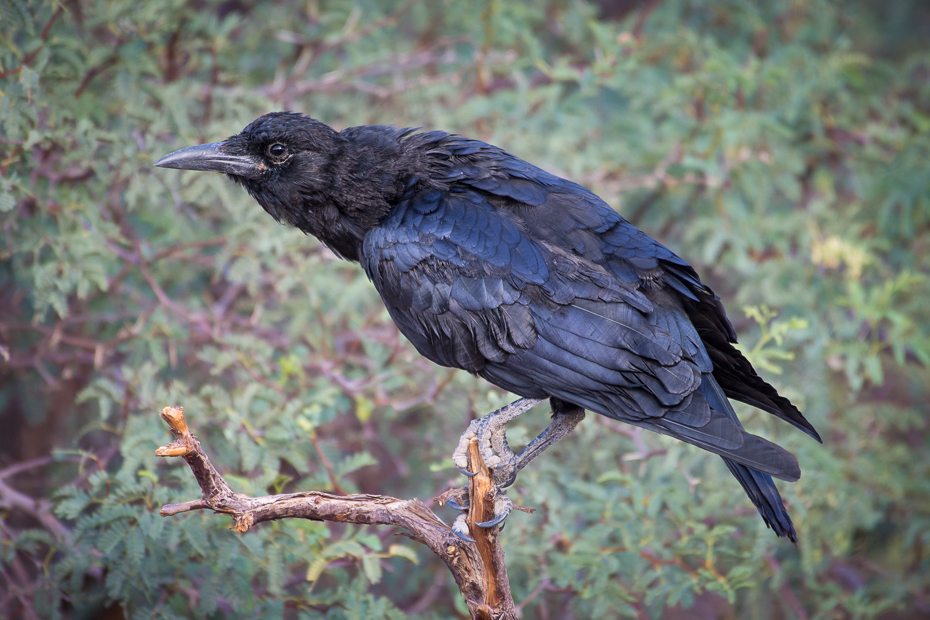  Wrona przylądkowa Ptaki Nikon D7200 NIKKOR 200-500mm f/5.6E AF-S Namibia 0 ptak amerykańska wrona fauna dziób Wrona jak ptak wrona kruk wieża kos dzikiej przyrody