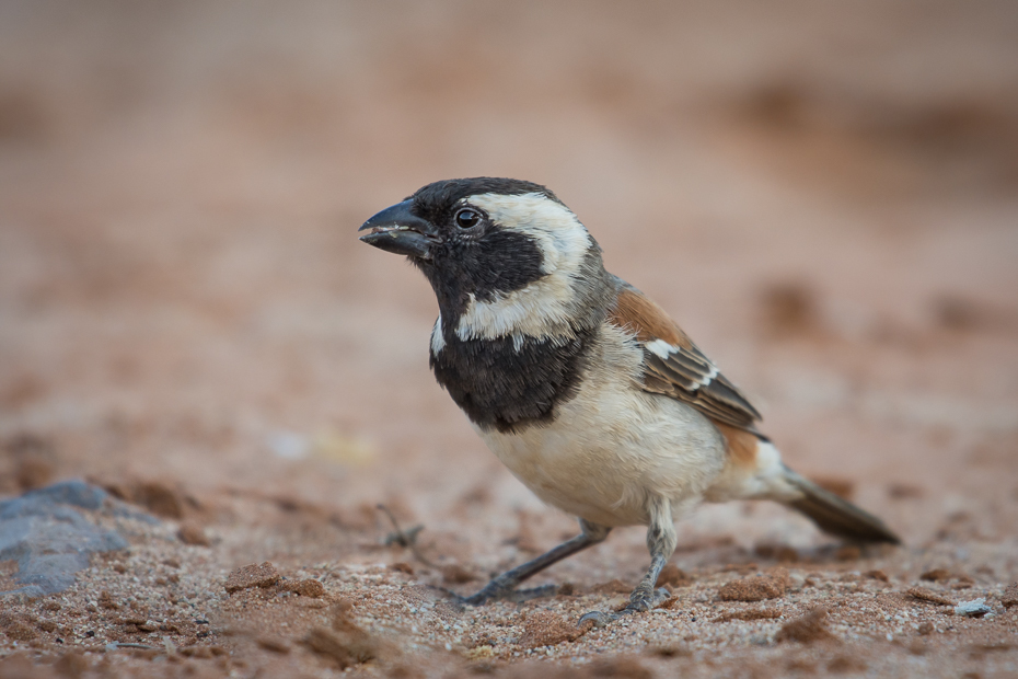  Wróbel czarnogłowy Ptaki Nikon D7200 NIKKOR 200-500mm f/5.6E AF-S Namibia 0 ptak fauna dziób wróbel zięba ptak przysiadujący dzikiej przyrody organizm skowronek