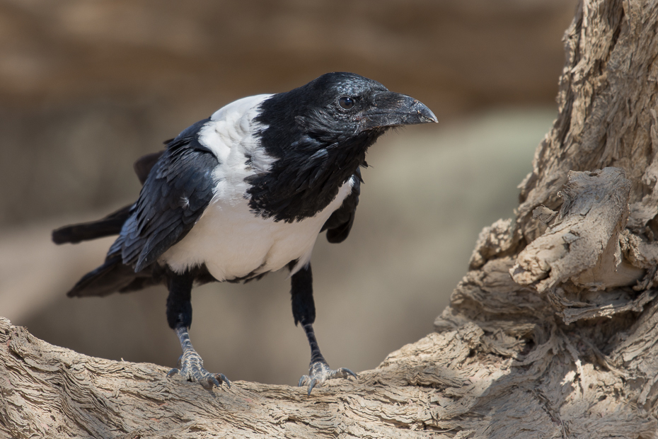  Kruk srokaty Ptaki Nikon D7200 AF-S Nikkor 70-200mm f/2.8G Namibia 0 ptak fauna dziób Wrona jak ptak sroka eurasian sroka wrona ptak przysiadujący organizm dzikiej przyrody