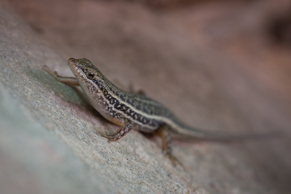  Jaszczurka Krajobraz Nikon D7200 Tamron 90mm f/2.8 1:1 Macro Namibia 0 gad jaszczurka skalowany gad lacertidae fauna zwierzę lądowe gekon dactyloidae lacerta organizm