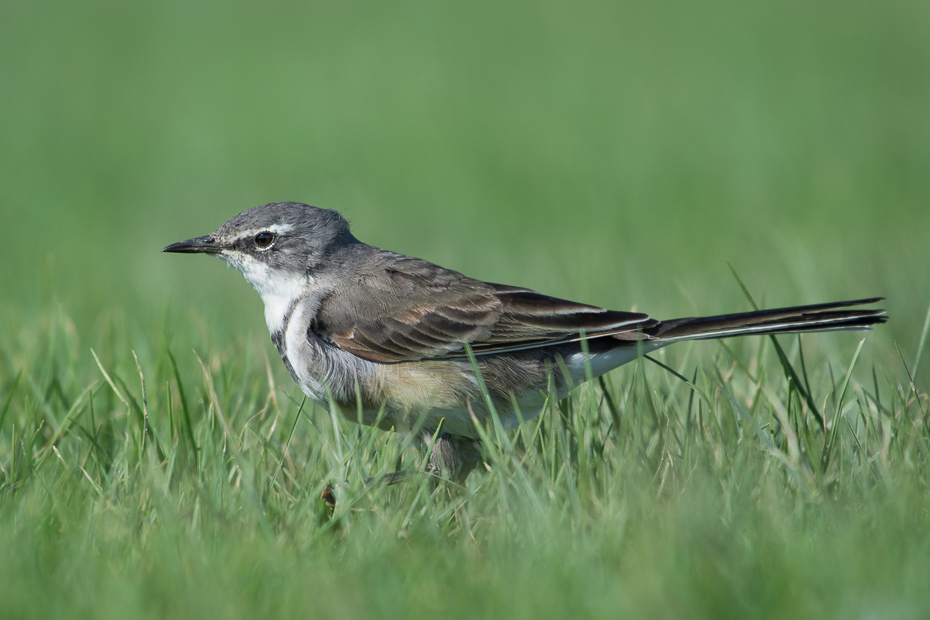  Pliszka obrożna Ptaki Nikon D7200 NIKKOR 200-500mm f/5.6E AF-S Namibia 0 ptak ekosystem fauna dzikiej przyrody dziób łąka trawa ecoregion flycatcher starego świata skowronek