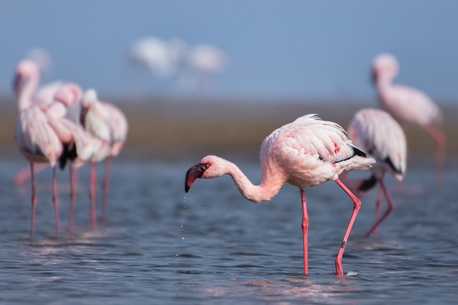  Flaming mały Ptaki Nikon D7200 NIKKOR 200-500mm f/5.6E AF-S Namibia 0 flaming ptak wodny ptak woda dziób żuraw jak ptak