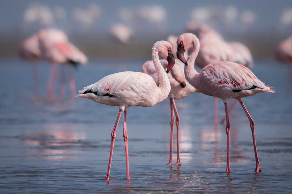  Flaming mały Ptaki Nikon D7200 NIKKOR 200-500mm f/5.6E AF-S Namibia 0 flaming ptak wodny ptak woda dziób