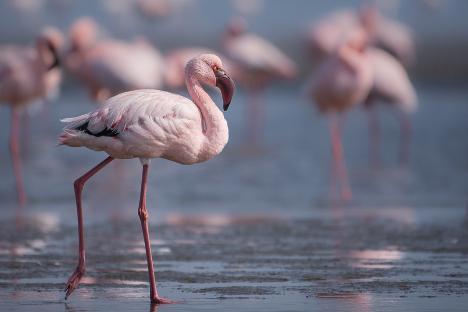  Flaming mały Ptaki Nikon D7200 NIKKOR 200-500mm f/5.6E AF-S Namibia 0 flaming ptak wodny ptak dziób woda dzikiej przyrody szyja Ciconiiformes