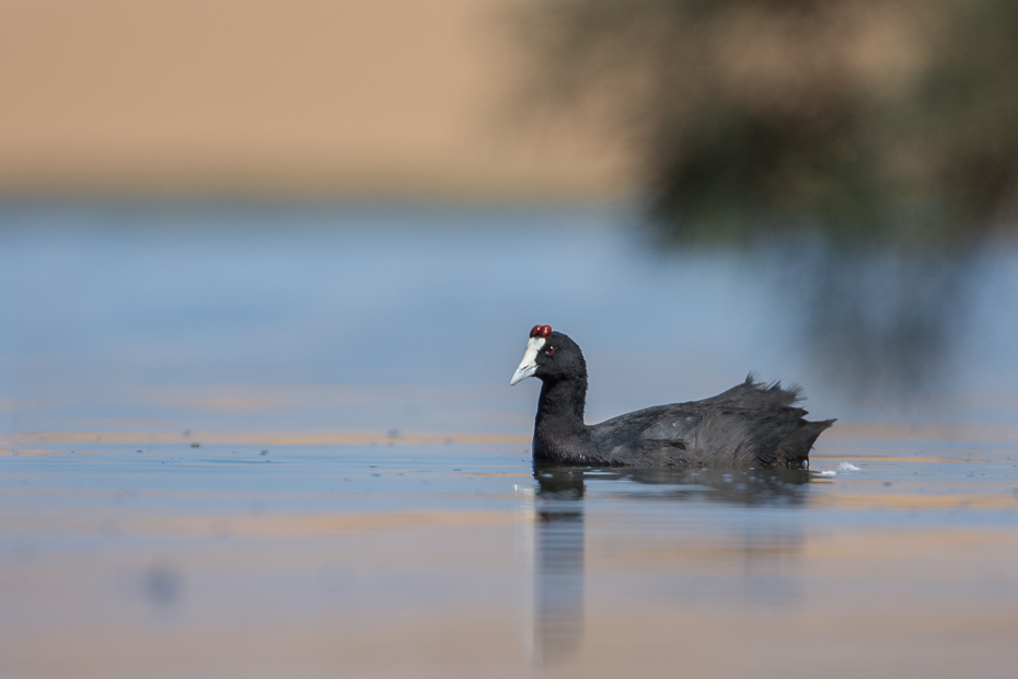  Łyska czubata Ptaki Nikon D7200 NIKKOR 200-500mm f/5.6E AF-S Namibia 0 woda ptak wodny ptak odbicie fauna dzikiej przyrody dziób amerykański coot ranek żuraw jak ptak