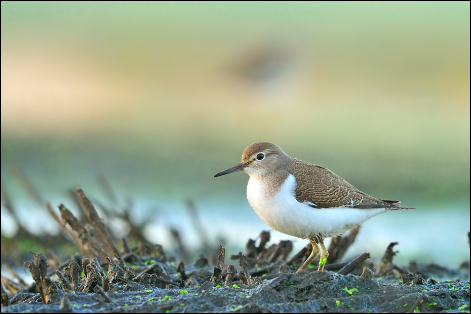  Łęczak Ptaki Nikon D300 Sigma APO 500mm f/4.5 DG/HSM Zwierzęta ptak fauna ekosystem dziób shorebird dzikiej przyrody ranek ptak morski charadriiformes wodny ptak