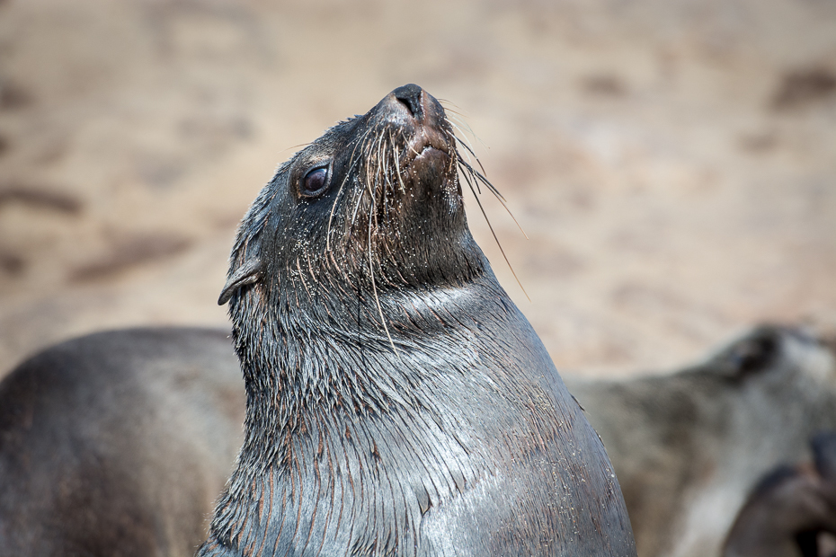  Kotiki karłowate Cape Cross Ssaki Nikon D7100 AF-S Nikkor 70-200mm f/2.8G Namibia 0 pieczęcie ssak fauna dzikiej przyrody pieczęć portowa zwierzę lądowe ssak morski pysk wąsy organizm