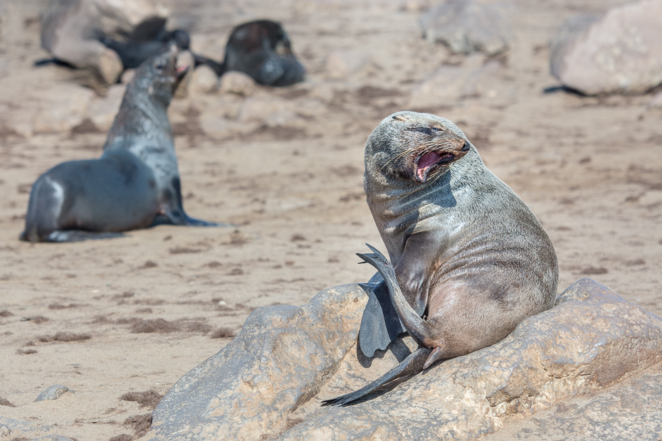  Kotiki karłowate Cape Cross Ssaki Nikon D7100 AF-S Nikkor 70-200mm f/2.8G Namibia 0 pieczęcie ssak fauna pieczęć portowa zwierzę lądowe ssak morski piasek organizm dzikiej przyrody