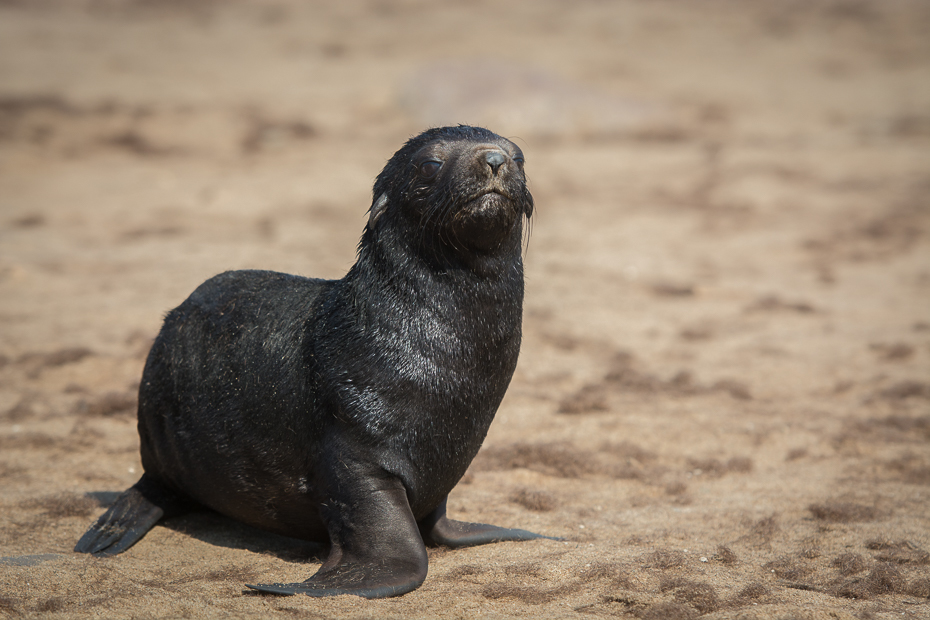  Kotiki karłowate Cape Cross Ssaki Nikon D7100 AF-S Nikkor 70-200mm f/2.8G Namibia 0 pieczęcie pieczęć portowa ssak fauna zwierzę lądowe ssak morski dzikiej przyrody organizm piasek pysk