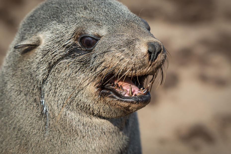  Kotiki karłowate Cape Cross Ssaki Nikon D7100 AF-S Nikkor 70-200mm f/2.8G Namibia 0 ssak fauna dzikiej przyrody pysk zwierzę lądowe wydra organizm wąsy pieczęcie futro