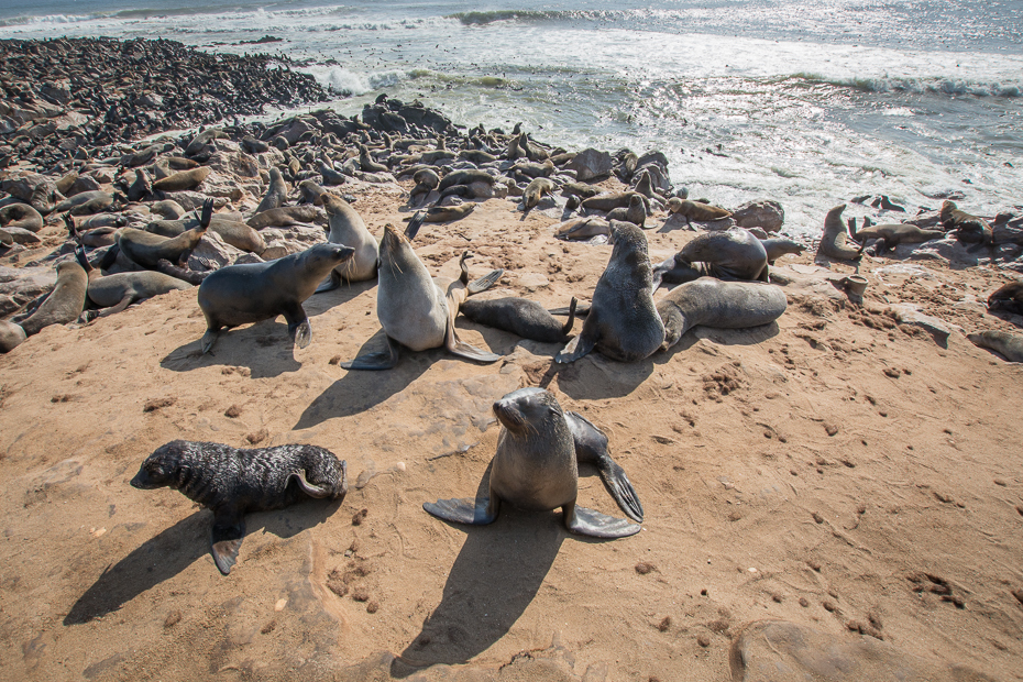  Kotiki karłowate Cape Cross Ssaki Nikon D7100 Sigma 10-20mm f/3.5 HSM Namibia 0 pieczęcie fauna piasek ssak morski pieczęć portowa plaża skała morze Wybrzeże