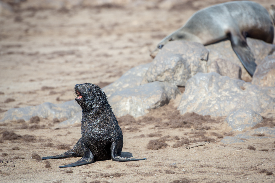  Kotiki karłowate Cape Cross Ssaki Nikon D7100 AF-S Nikkor 70-200mm f/2.8G Namibia 0 pieczęcie ssak fauna pieczęć portowa ssak morski organizm piasek zwierzę lądowe dzikiej przyrody pysk