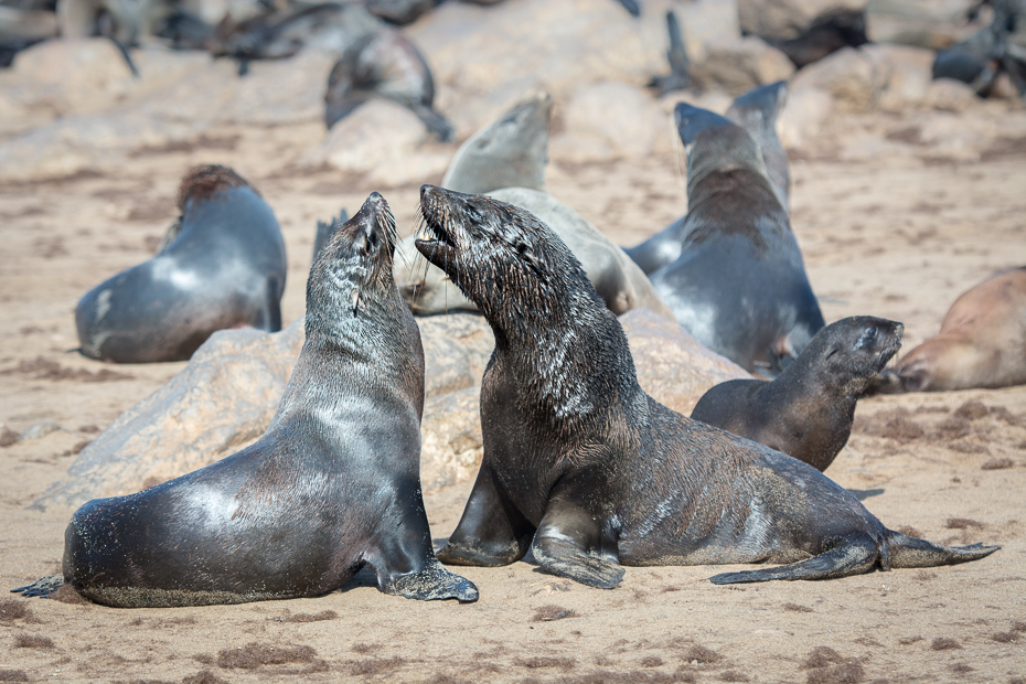  Sprzeczka Ssaki Nikon D7100 AF-S Nikkor 70-200mm f/2.8G Namibia 0 pieczęcie fauna ssak pieczęć portowa ssak morski dzikiej przyrody organizm zwierzę lądowe pysk