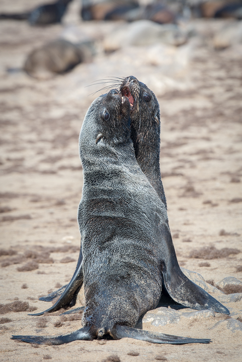  Kotiki karłowate Cape Cross Ssaki Nikon D7100 AF-S Nikkor 70-200mm f/2.8G Namibia 0 fauna ssak pieczęcie dzikiej przyrody pieczęć portowa zwierzę lądowe organizm pysk futro ssak morski