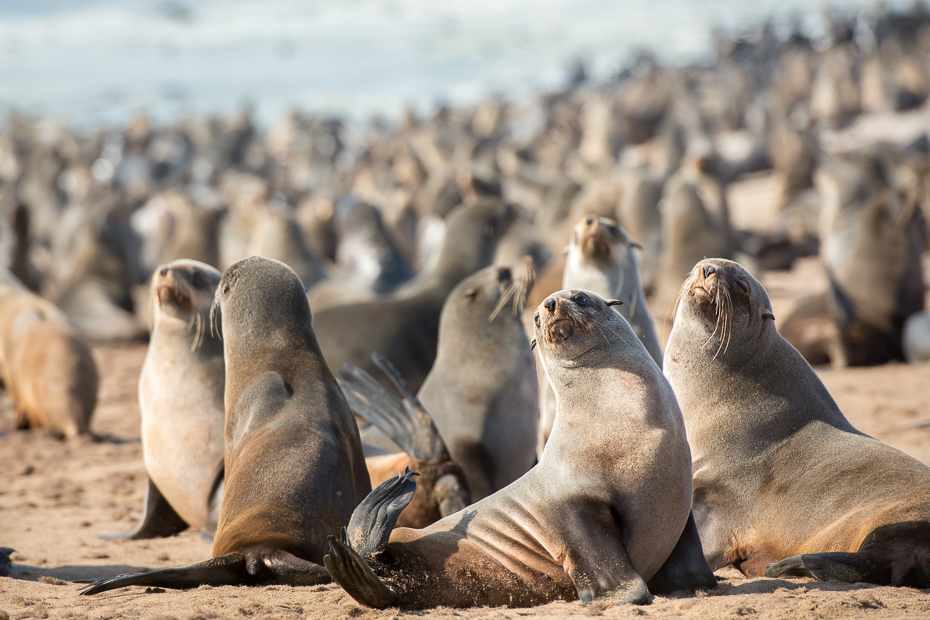  Kotiki karłowate Cape Cross Ssaki Nikon D7100 AF-S Nikkor 70-200mm f/2.8G Namibia 0 ssak pieczęcie fauna dzikiej przyrody zwierzę lądowe ssak morski organizm pysk piasek pieczęć portowa