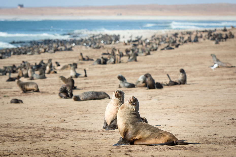  Kotiki karłowate Cape Cross Ssaki Nikon D7100 AF-S Nikkor 70-200mm f/2.8G Namibia 0 fauna pieczęcie dzikiej przyrody plaża Wybrzeże morze piasek niebo formy przybrzeżne i oceaniczne