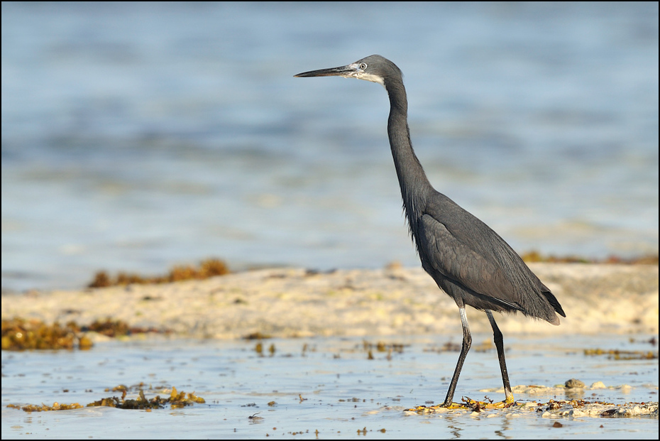  Czapla zmienna Ptaki zanzibar Nikon D300 Sigma APO 500mm f/4.5 DG/HSM Tanzania 0 ptak fauna shorebird dzikiej przyrody dziób czapla woda mała niebieska czapla żuraw jak ptak wodny ptak