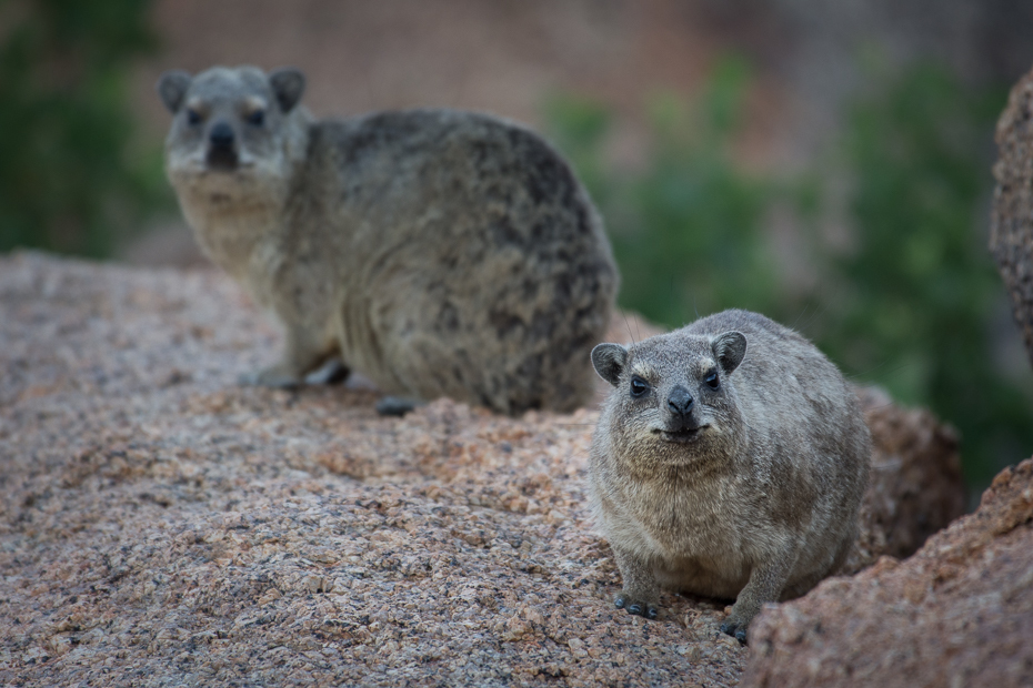  Góralek przylądkowy Ssaki Nikon D7200 NIKKOR 200-500mm f/5.6E AF-S Namibia 0 ssak fauna zwierzę lądowe dzikiej przyrody organizm skała pysk gryzoń świstak