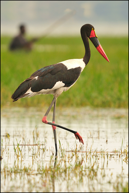  Żabiru afrykański Ptaki Nikon D300 Sigma APO 500mm f/4.5 DG/HSM Etiopia 0 ptak bocian bocian biały Ciconiiformes dziób bocian czarny fauna dźwig dzikiej przyrody żuraw jak ptak