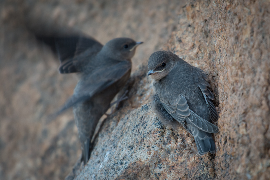  Jaskółka blada Ptaki Nikon D7200 NIKKOR 200-500mm f/5.6E AF-S Namibia 0 ptak fauna dziób stock photography gołąb pióro dzikiej przyrody organizm Emberizidae kos ptak przysiadujący