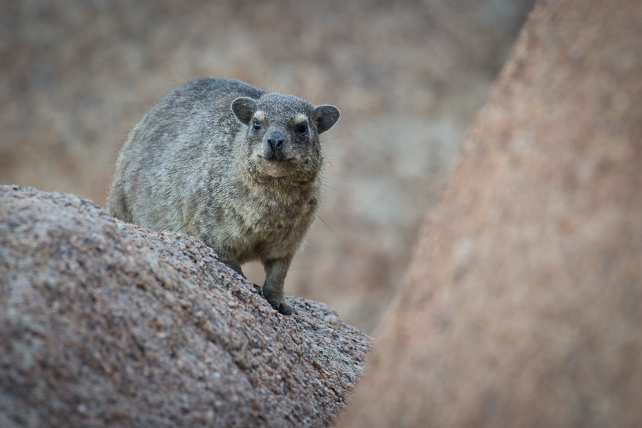  Góralek przylądkowy Ssaki Nikon D7200 NIKKOR 200-500mm f/5.6E AF-S Namibia 0 fauna ssak dzikiej przyrody zwierzę lądowe świstak pysk organizm torbacz gryzoń futro