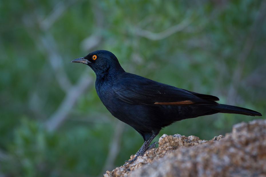  Czarnotek białoskrzydły Ptaki Nikon D7200 NIKKOR 200-500mm f/5.6E AF-S Namibia 0 ptak kos dziób fauna dzikiej przyrody organizm acridotheres ptak przysiadujący flycatcher starego świata skrzydło