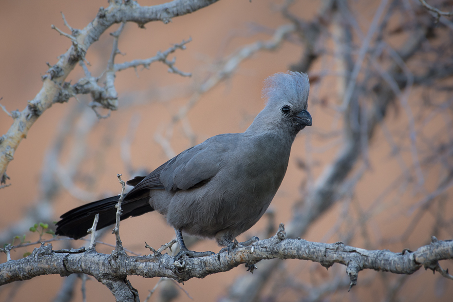  Hałaśnik szary Ptaki Nikon D7200 NIKKOR 200-500mm f/5.6E AF-S Namibia 0 ptak fauna dziób stock photography gołąb gałąź pióro gołębie i gołębie drzewo dzikiej przyrody Emberizidae