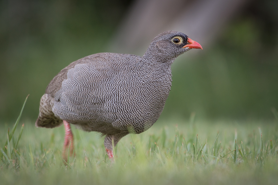  Frankolin krasnodzioby Ptaki Nikon D7200 NIKKOR 200-500mm f/5.6E AF-S Namibia 0 ptak galliformes fauna dziób ptactwo zwierzę lądowe trawa dzikiej przyrody bażant organizm