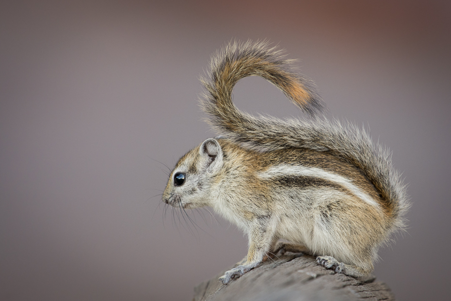  Wiewiórka Ssaki Nikon D7200 NIKKOR 200-500mm f/5.6E AF-S Namibia 0 wiewiórka fauna ssak dzikiej przyrody gryzoń lis wiewiórka wąsy organizm pysk