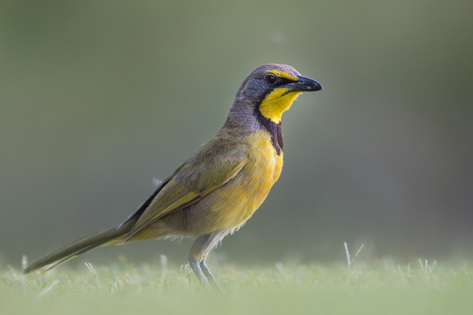  Dzierzbik żółtogardły Ptaki Nikon D7200 NIKKOR 200-500mm f/5.6E AF-S Namibia 0 ptak fauna dziób dzikiej przyrody wilga na starym świecie flycatcher starego świata skrzydło zięba organizm ptak przysiadujący