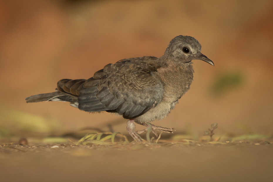  Turkaweczka zielonoplamkowa Ptaki Nikon D7200 NIKKOR 200-500mm f/5.6E AF-S Namibia 0 ptak fauna dziób dzikiej przyrody shorebird ptak morski skrzydło charadriiformes pióro ecoregion