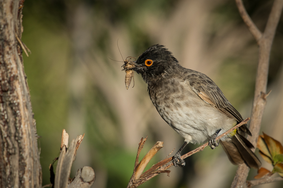  Bilbil czerwonooki Ptaki Nikon D7200 NIKKOR 200-500mm f/5.6E AF-S Namibia 0 ptak dziób fauna dzikiej przyrody flycatcher starego świata wróbel organizm Emberizidae słowik ptak przysiadujący