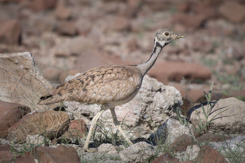  Dropik namibijski Ptaki Nikon D7200 NIKKOR 200-500mm f/5.6E AF-S Namibia 0 fauna ekosystem ptak zwierzę lądowe dziób dzikiej przyrody drop otididae ecoregion