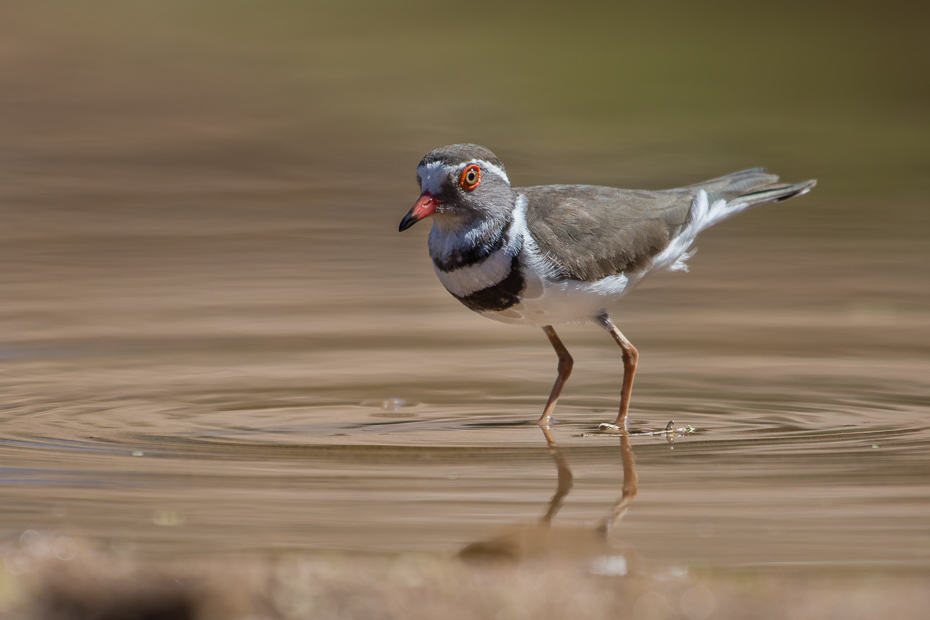  Sieweczka śniada Ptaki Nikon D7200 NIKKOR 200-500mm f/5.6E AF-S Namibia 0 ptak fauna dziób dzikiej przyrody shorebird ptak morski woda pióro wodny ptak charadriiformes